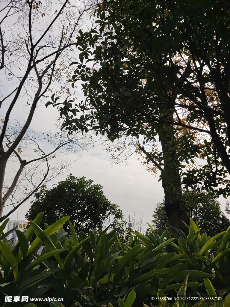 山林间的树木与朦胧天空