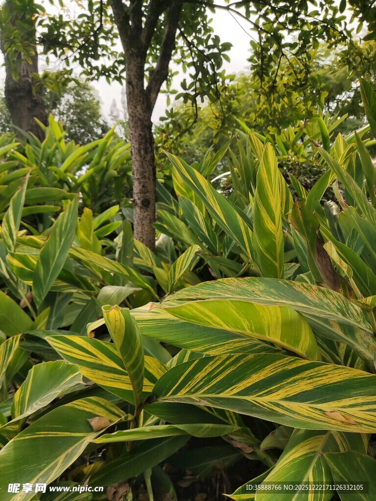 翠绿繁茂的热带植物景观