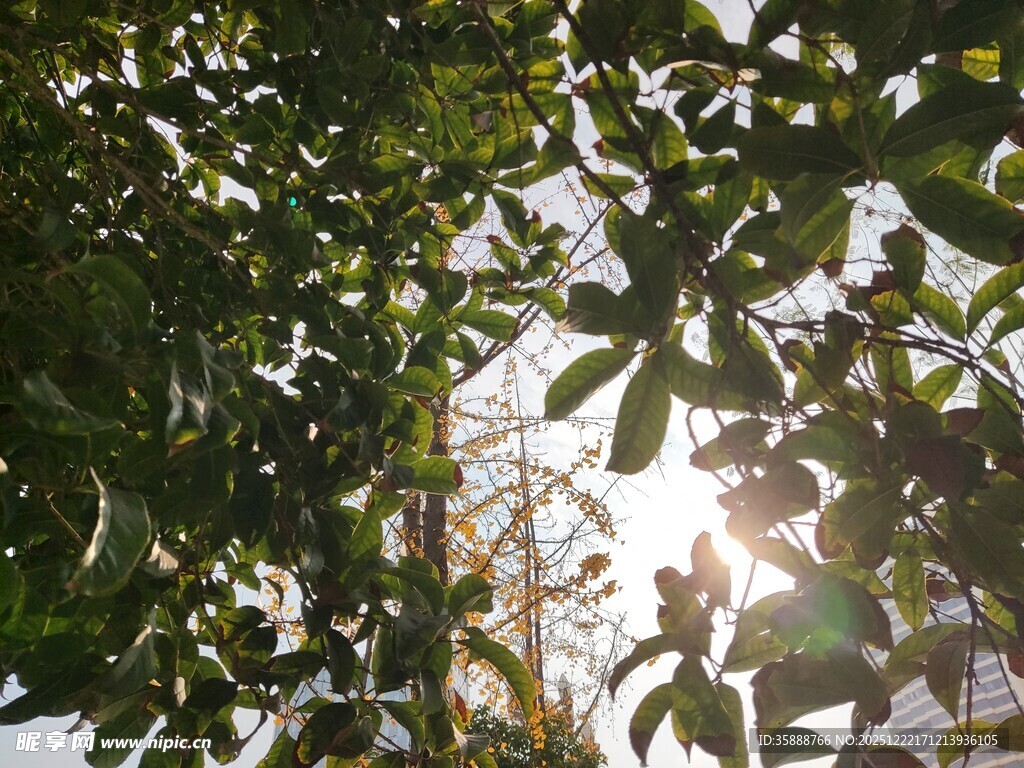 阳光透过树叶的美好景象