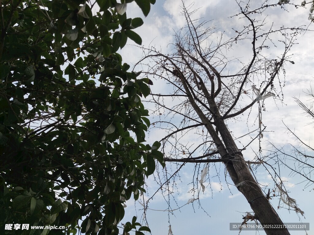 枯树与绿叶的自然景象