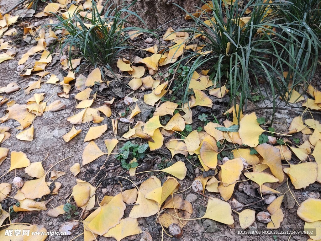 秋日银杏落叶铺满地面
