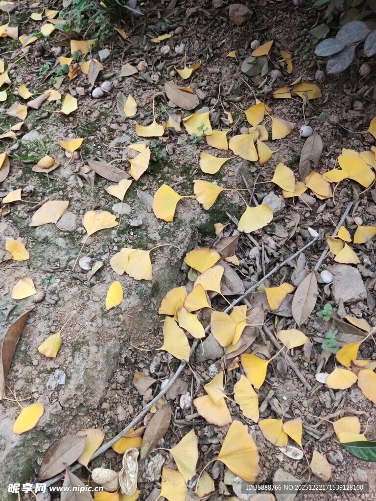 地上银杏落叶美景