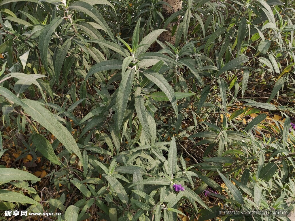 野外生长的绿色植物