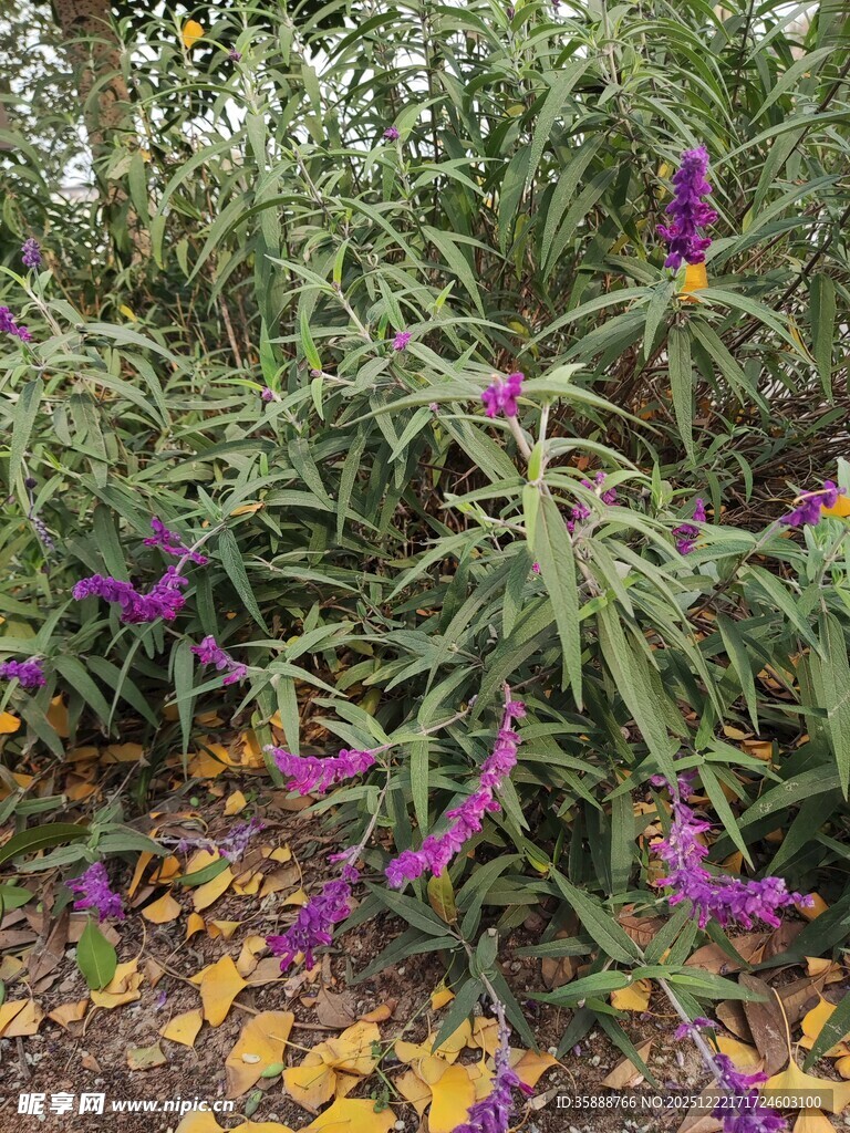 紫色花卉与黄色小花共生