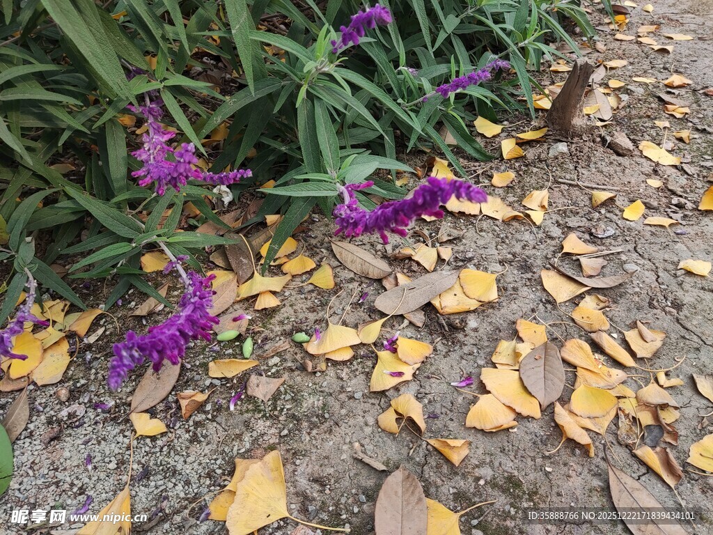 紫花落叶秋意悄然