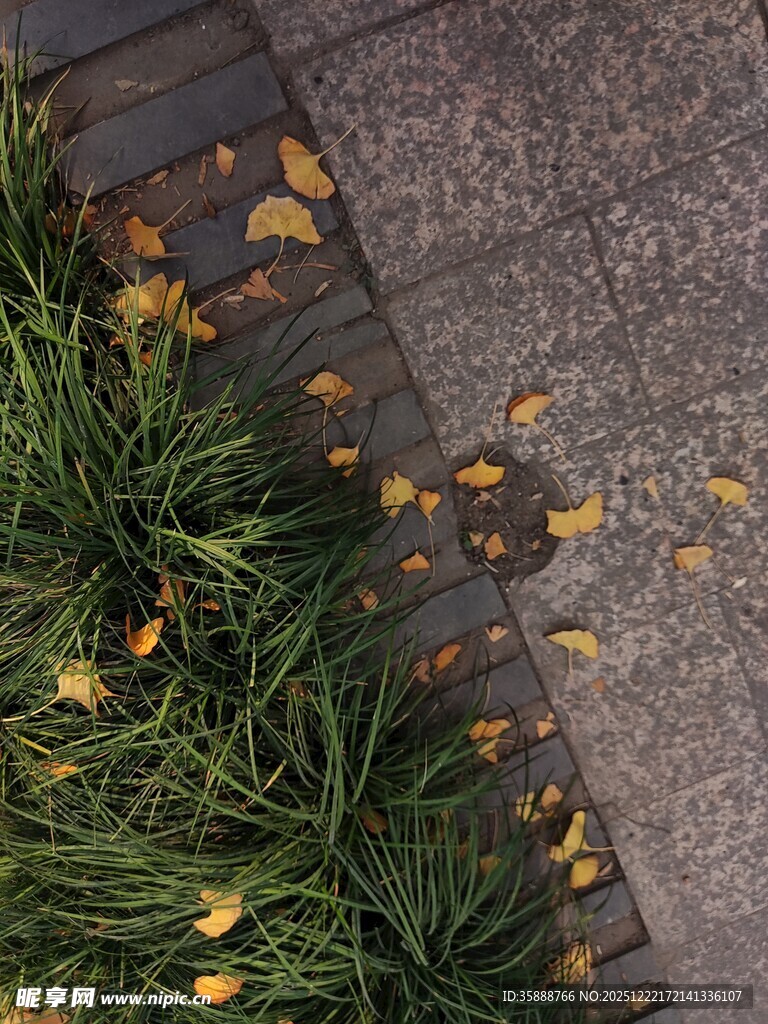 秋日草地旁的落叶景致