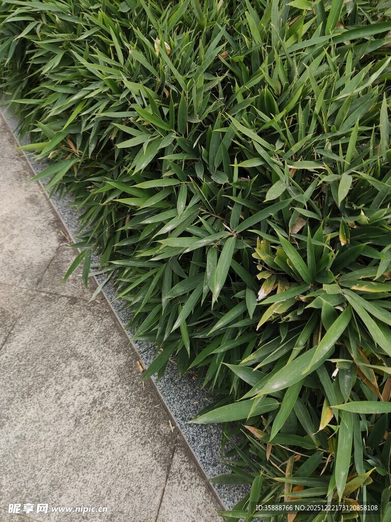 路边翠绿的丛生植物