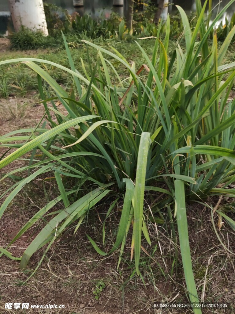 翠绿丛生的草本植物