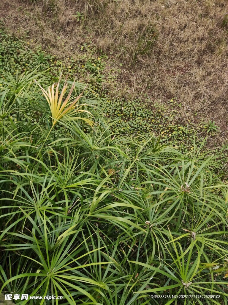 翠绿丛生的细长叶片植物