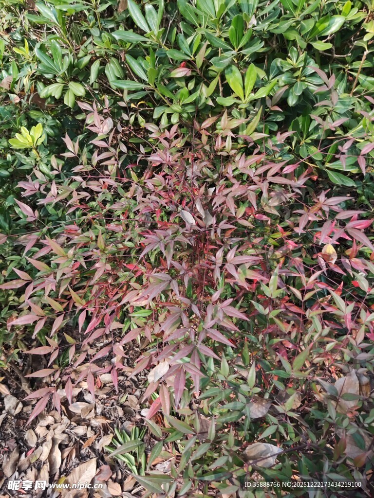 多彩植物叶片特写