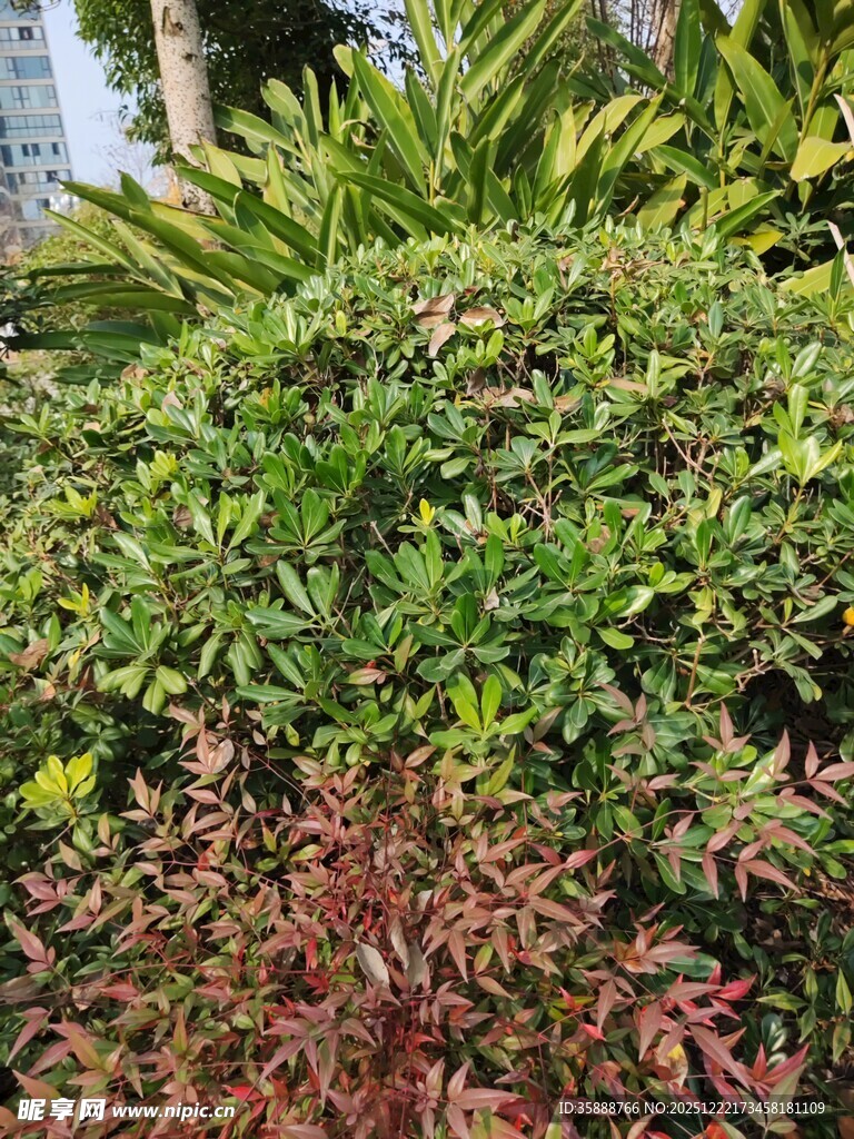 多彩植物景观