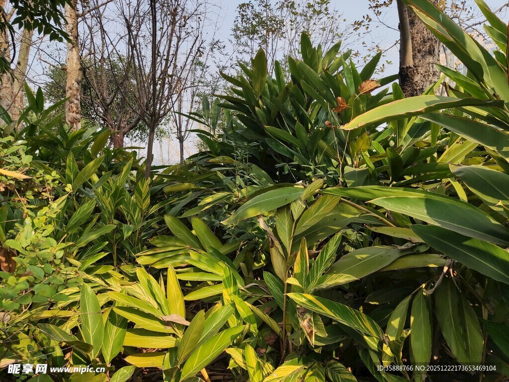 翠绿繁茂的热带植物景观