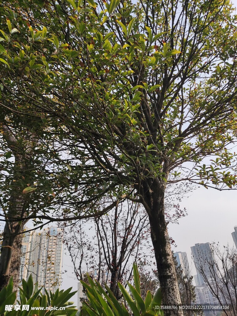 城市中枝叶繁茂的绿树