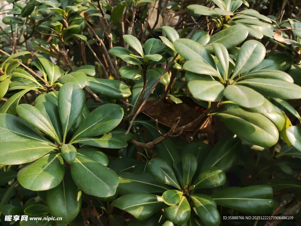 绿叶繁茂的植物景观