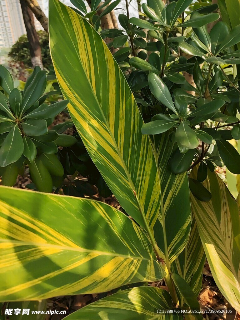 黄绿相间的斑斓植物叶片