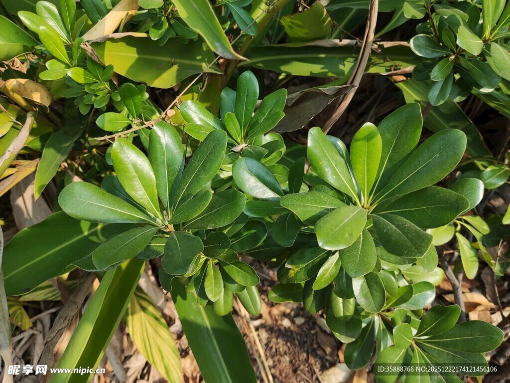 绿叶繁茂的植物景观