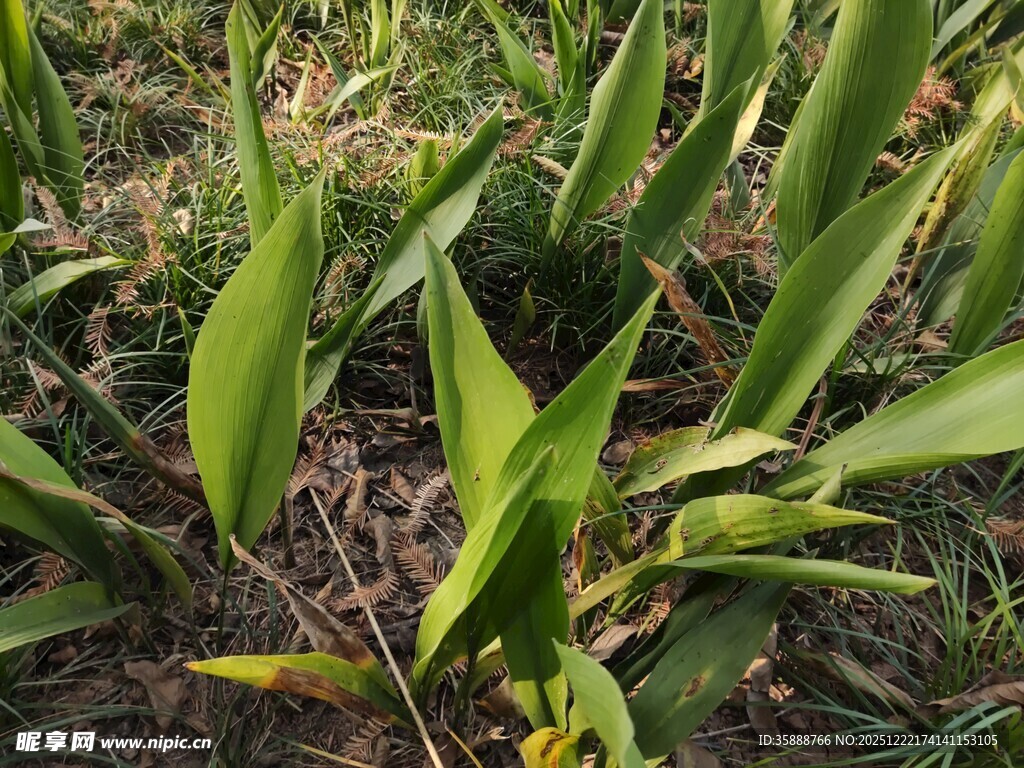 翠绿植物展现自然生机