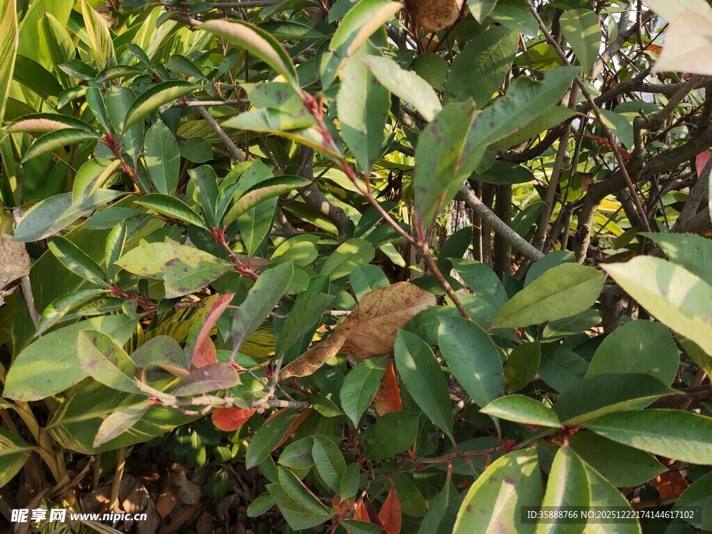 多彩叶片的绿植景观