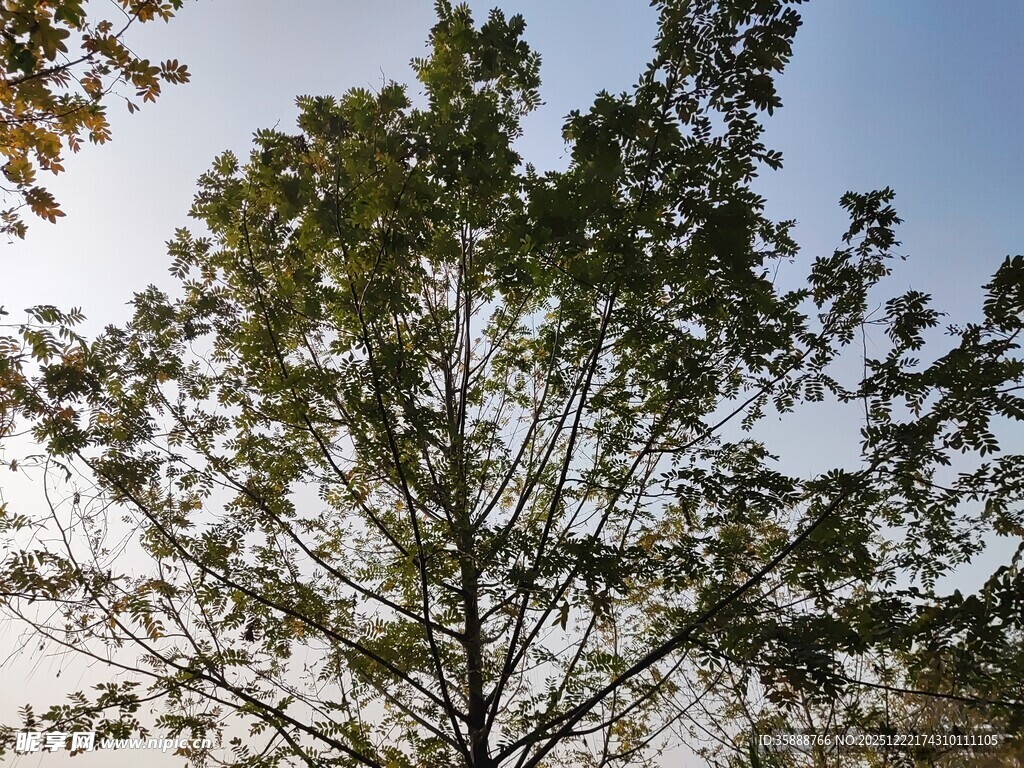 阳光下的繁茂树木