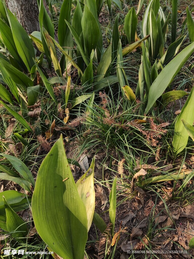绿叶繁茂的植物景观