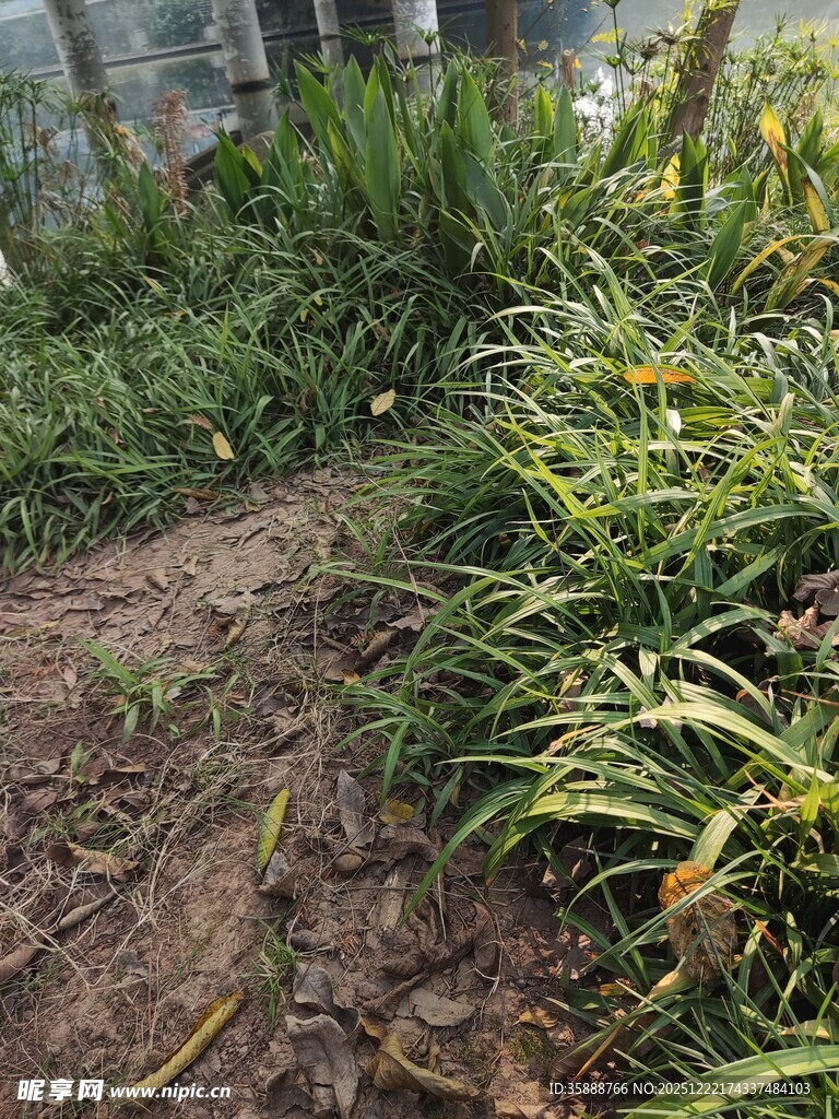 林间小径旁的繁茂绿植