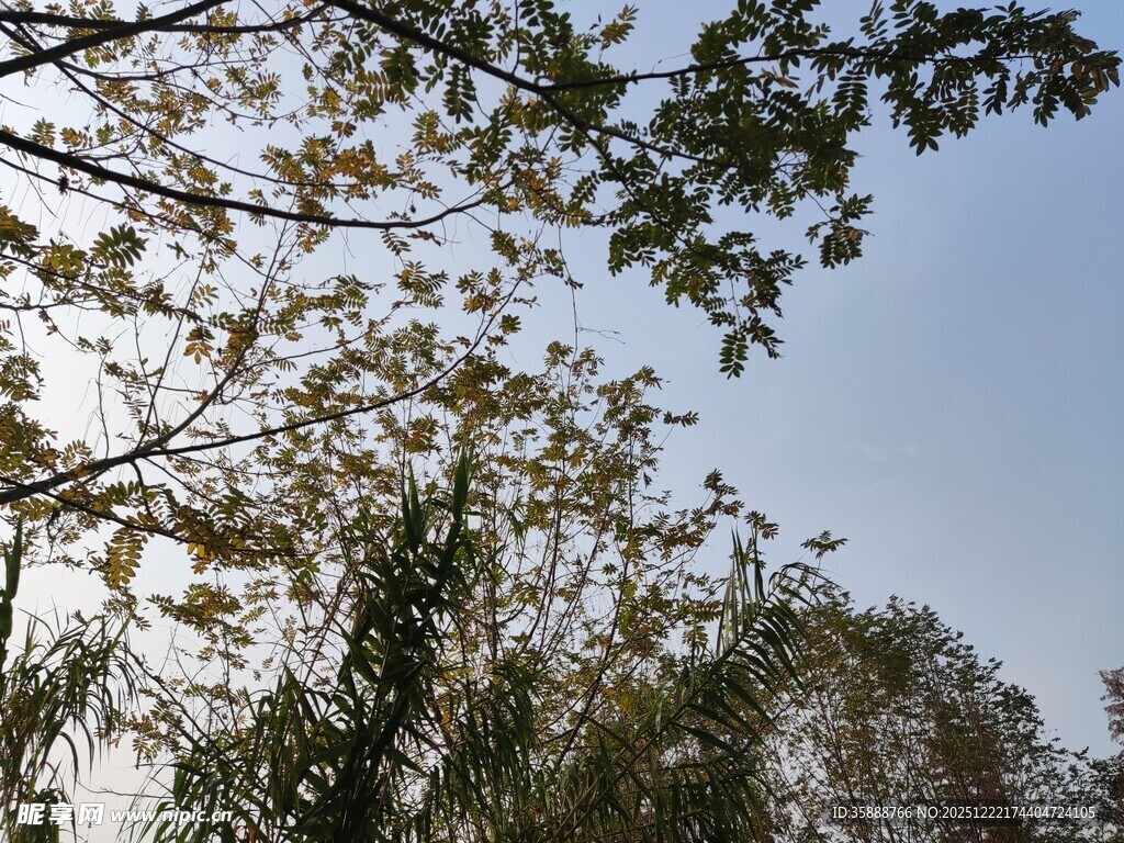 树枝间的蓝天与绿叶