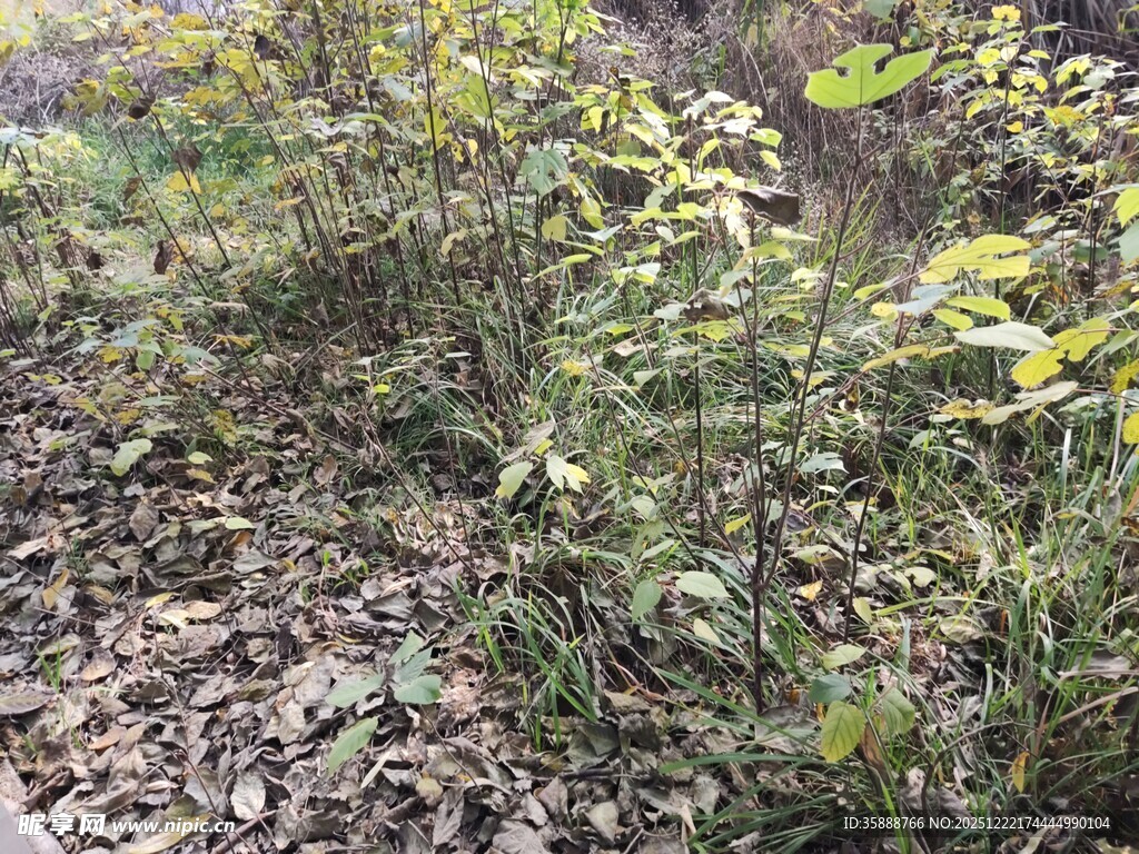 野外丛生植物景象