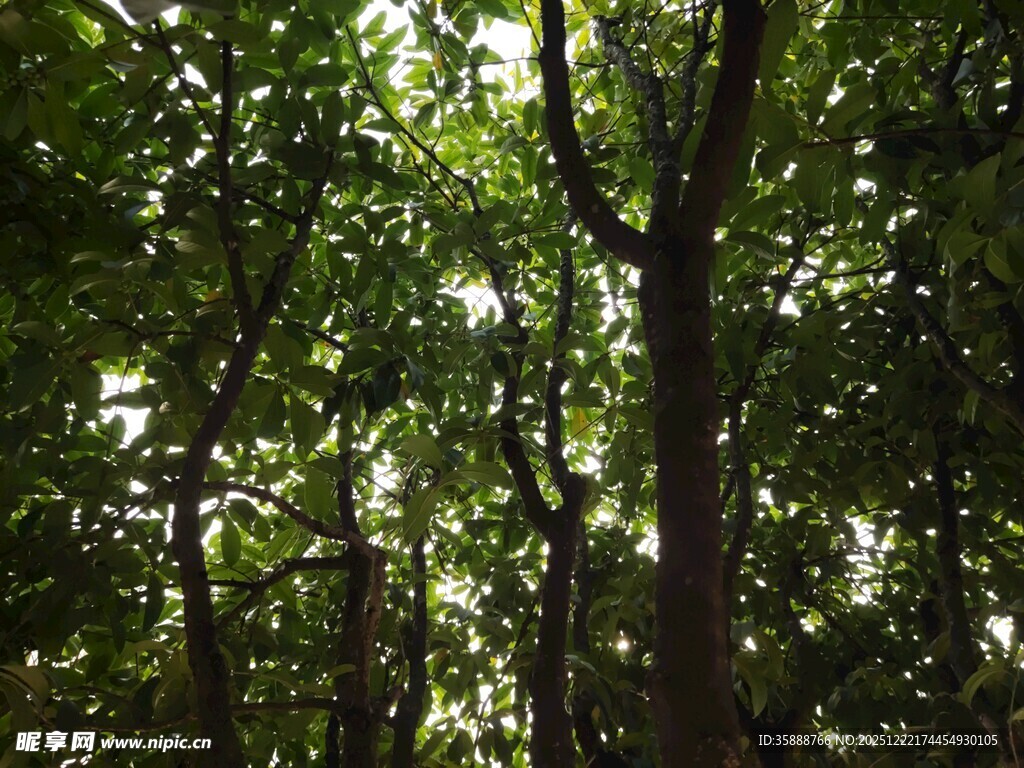 茂密树林中的斑驳阳光