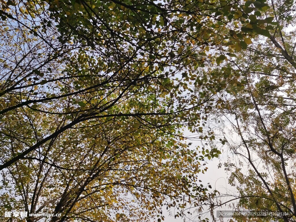 仰视茂密树林树冠景象