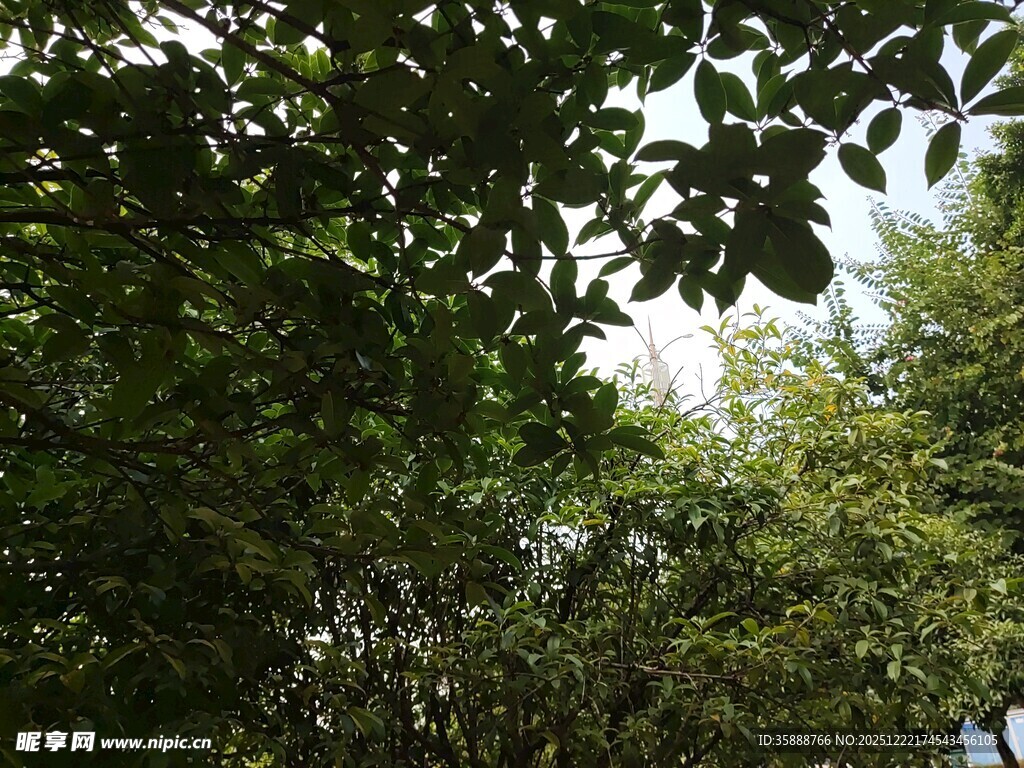 繁茂树林间的绿意景致