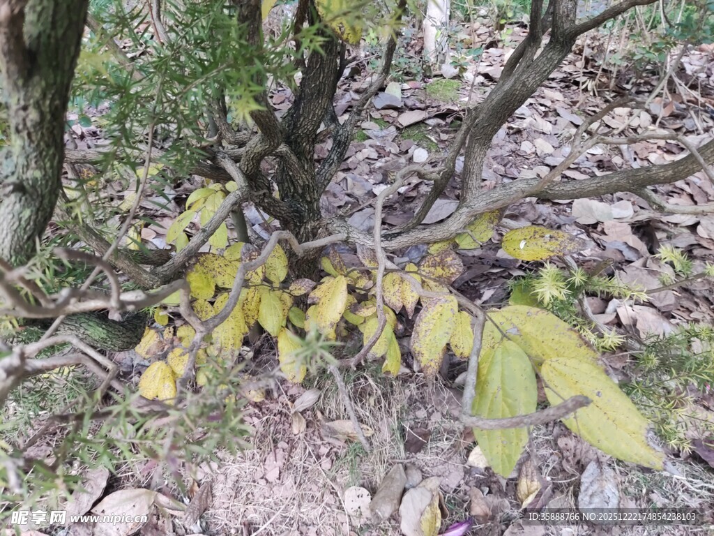 树下生长的黄绿色植物