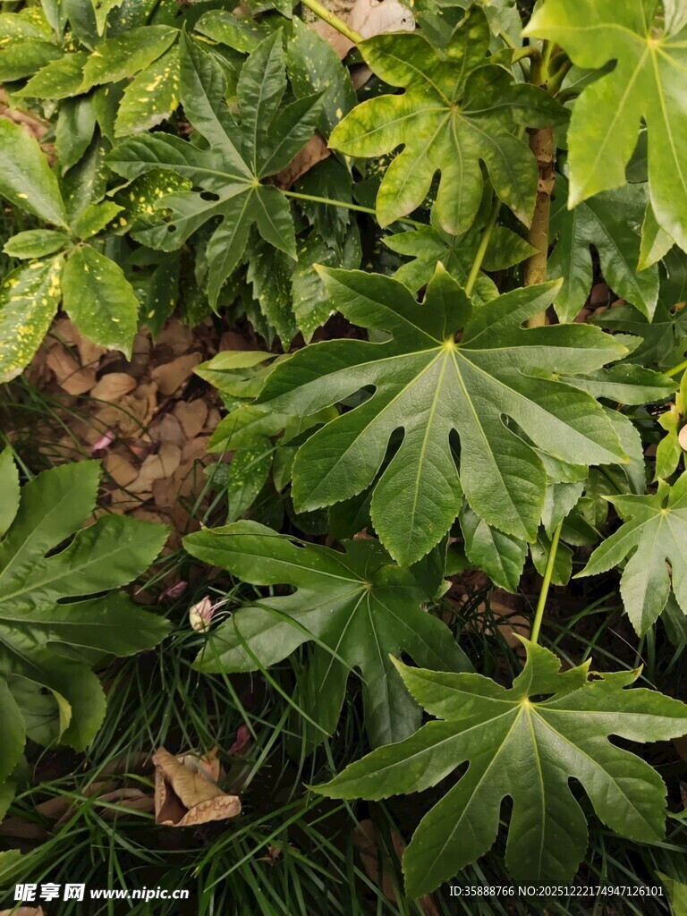 翠绿繁茂的掌状叶片植物