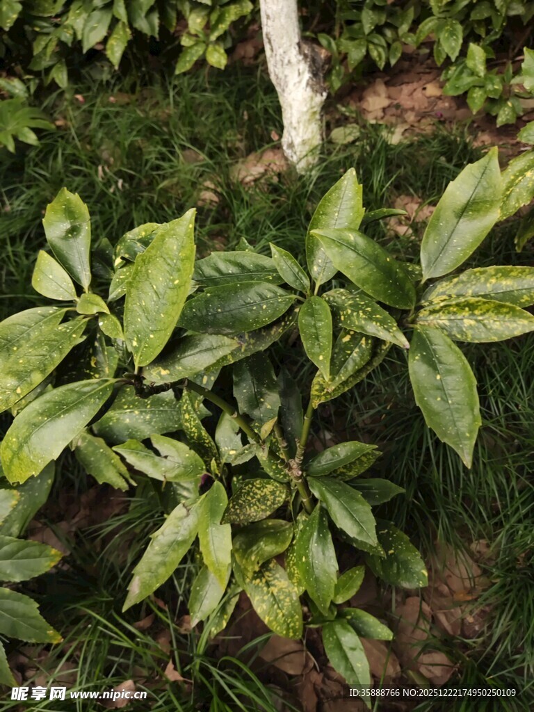 绿叶繁茂的植物景象