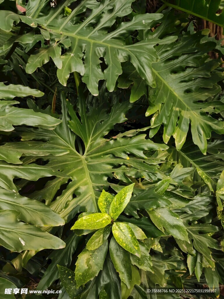 翠绿叶片植物特写
