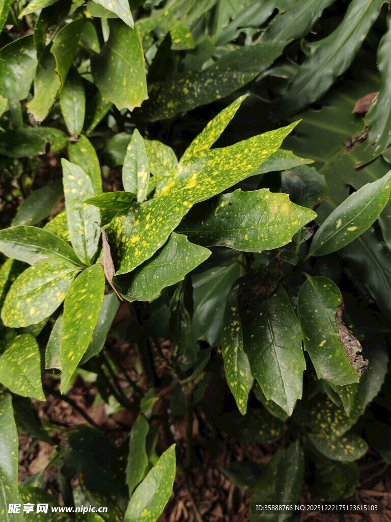 翠绿繁茂的植物叶片