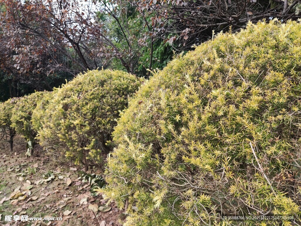 整齐的球形灌木丛景观