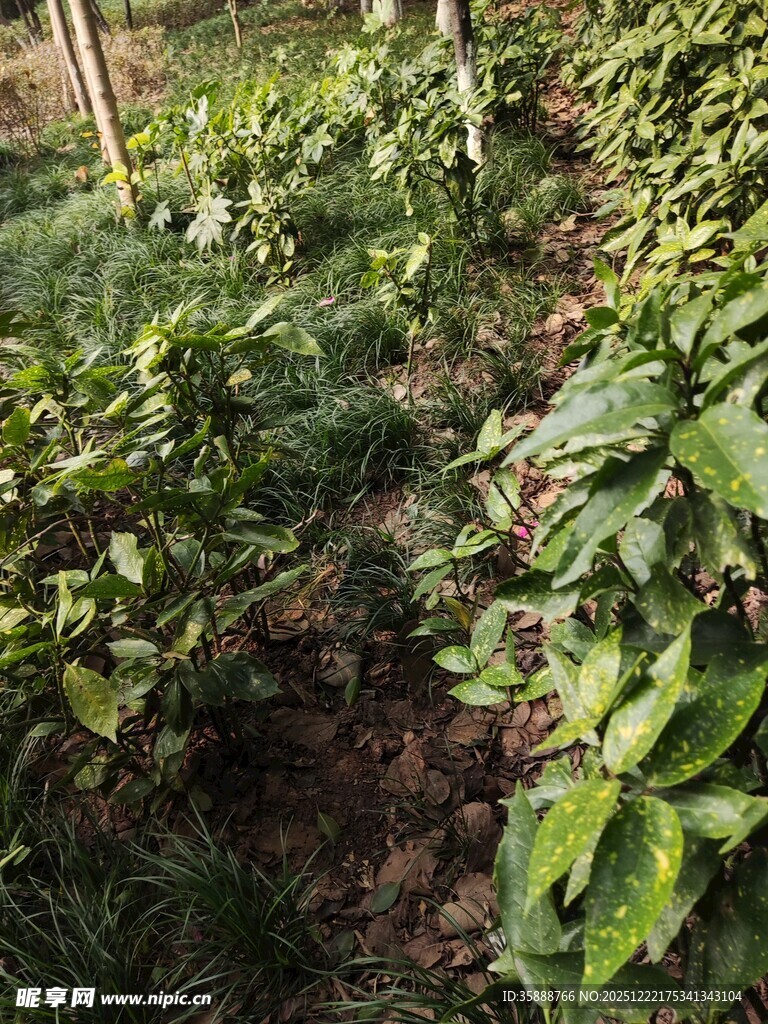 绿意盎然的植物种植地