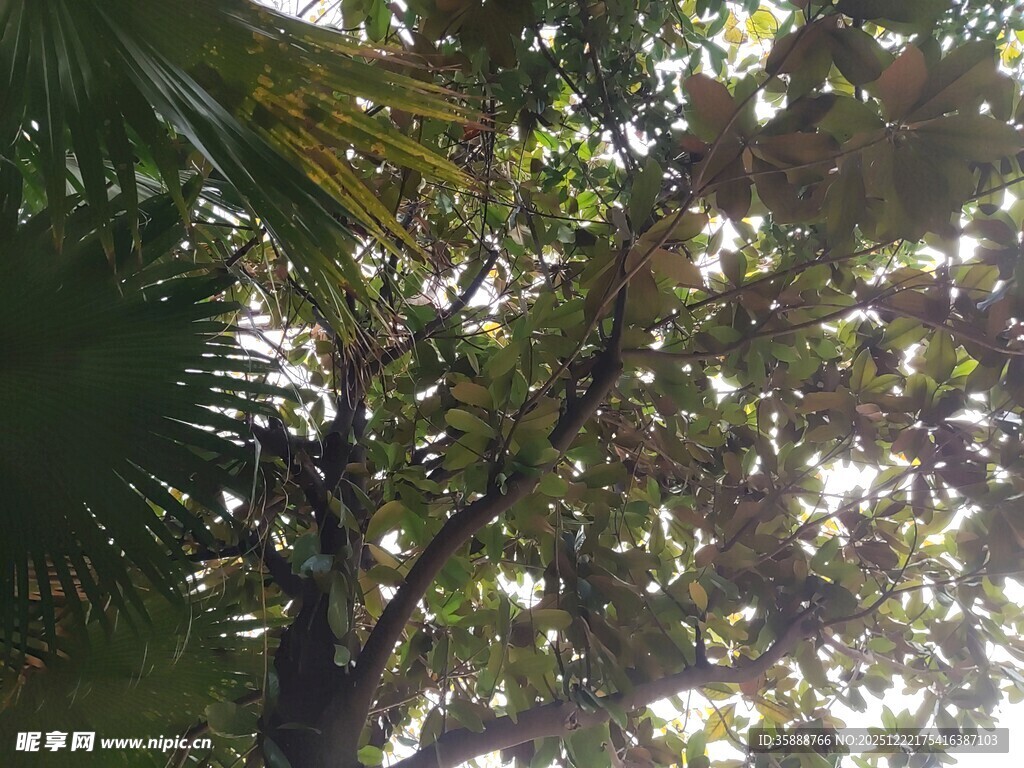 透过枝叶见阳光