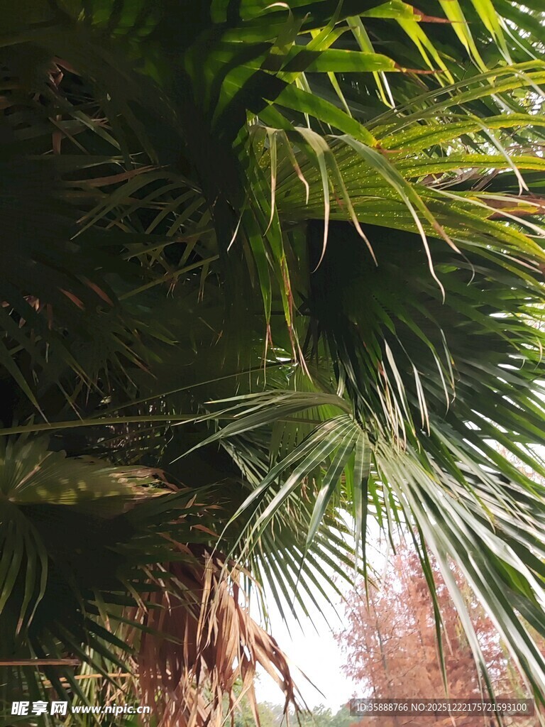 繁茂绿植下的光影景致