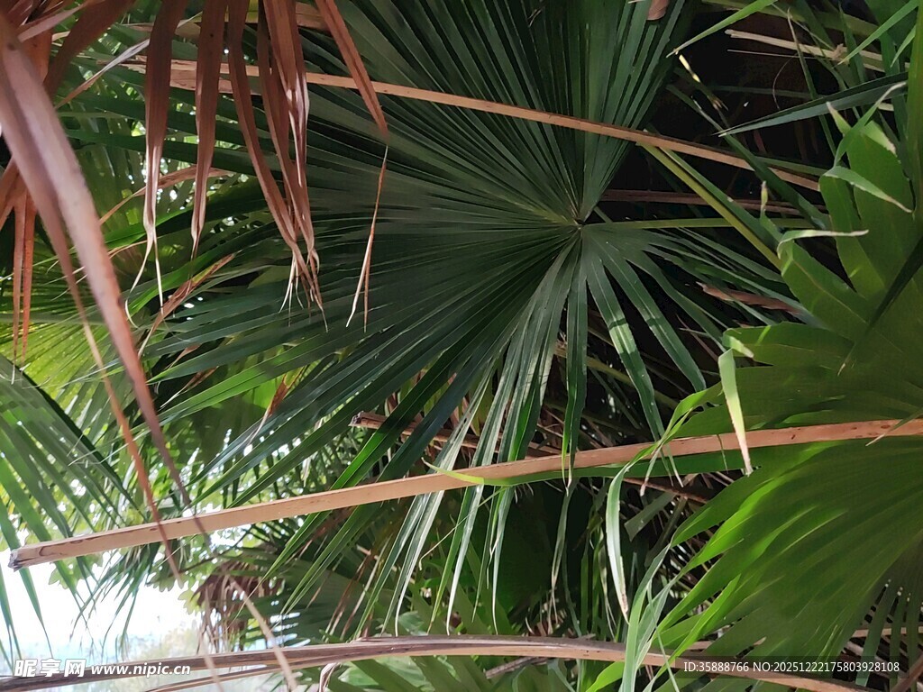 热带棕榈植物特写