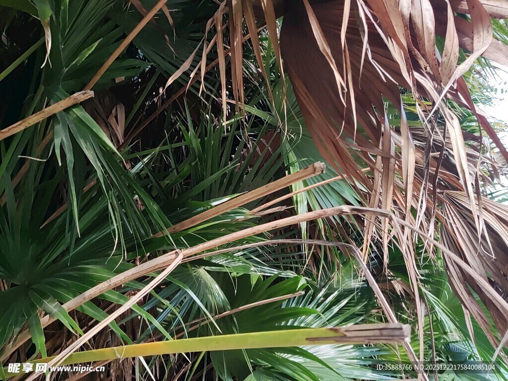 茂密热带植物枝叶景观