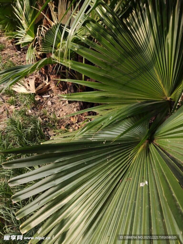 翠绿扇形棕榈叶特写