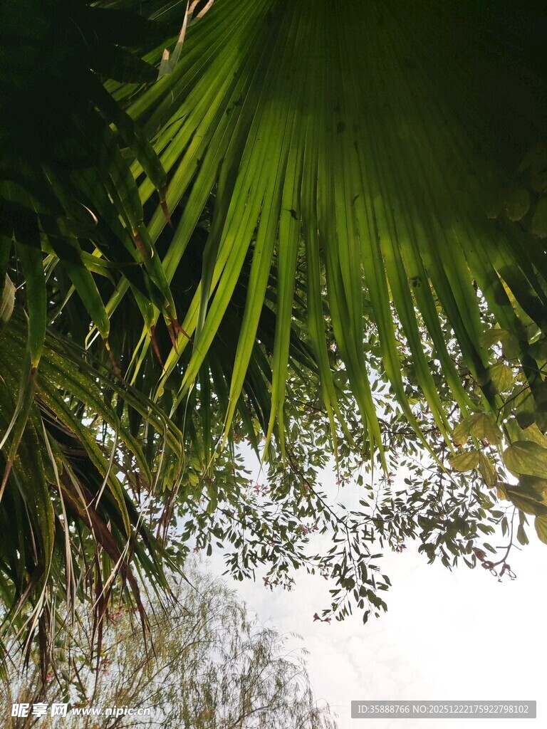 仰视下的翠绿棕榈叶