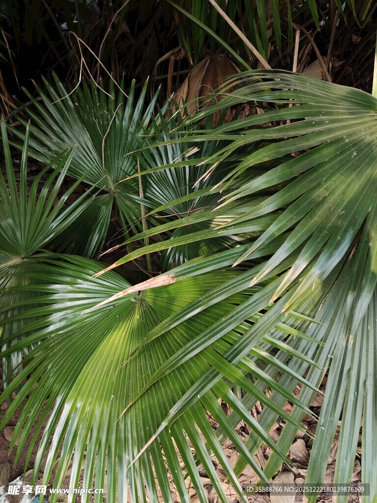 翠绿棕榈叶特写