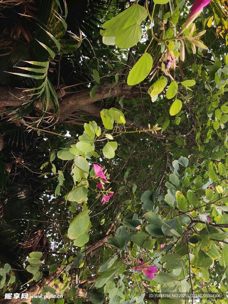 繁茂绿植中的缤纷花卉