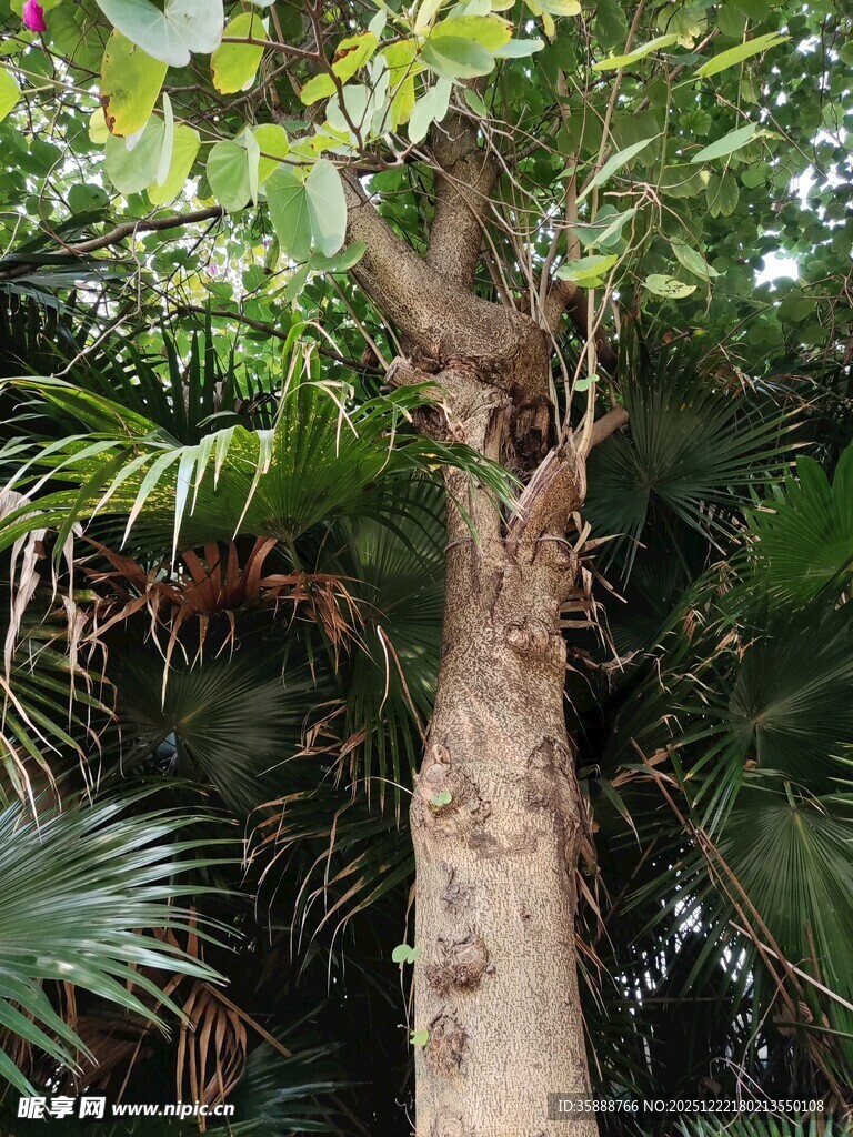 奇特树干与繁茂绿植