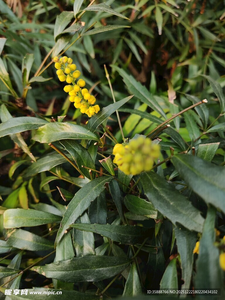 金黄小花绽放绿植间