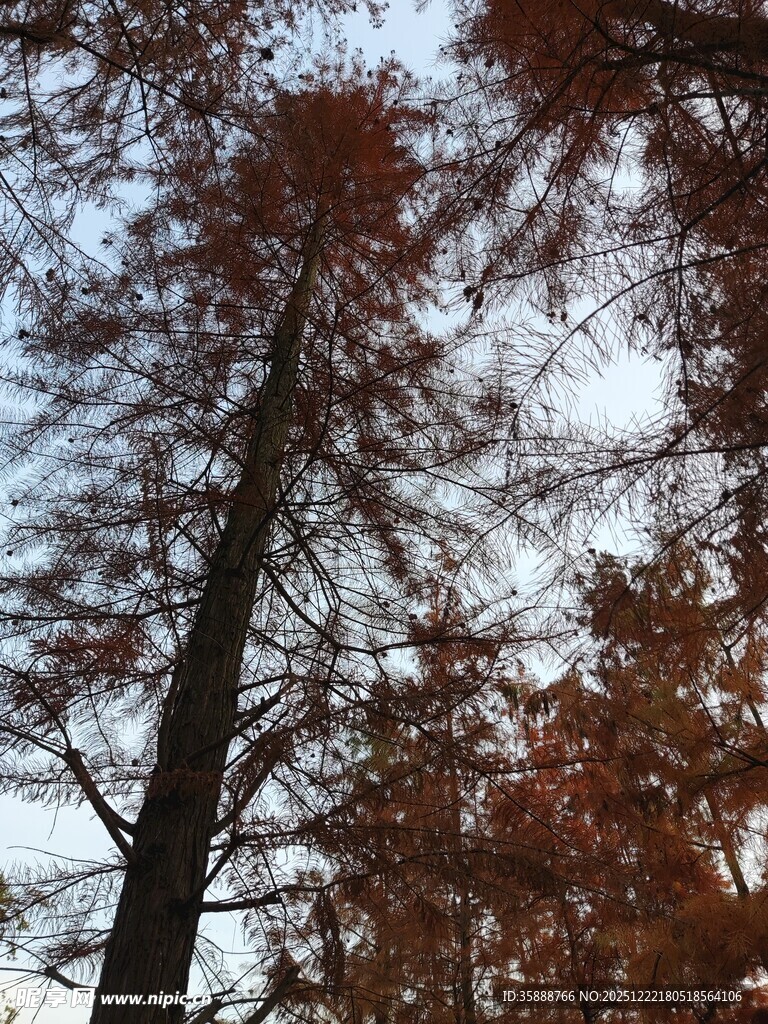 秋日红杉树景观