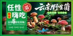 云南野生菌