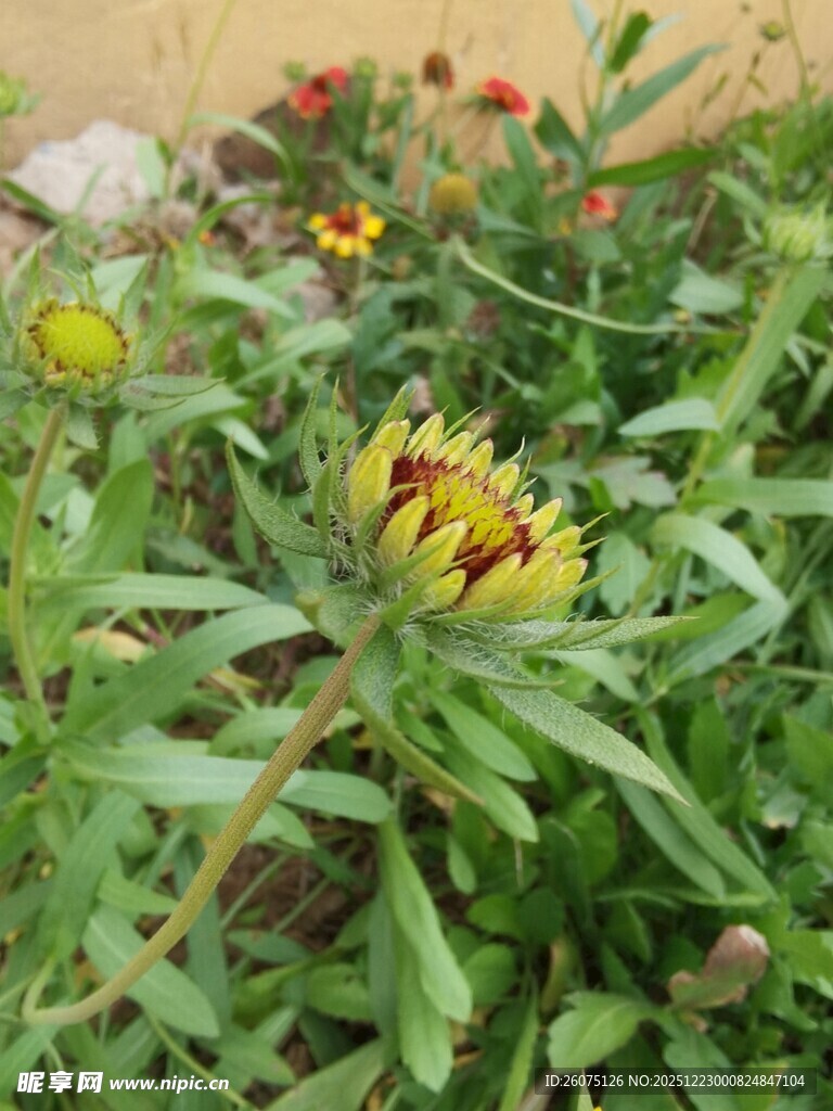 多彩野花绽放绿意间